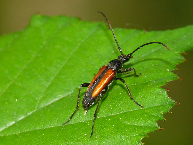 Stenurella melanura? S !